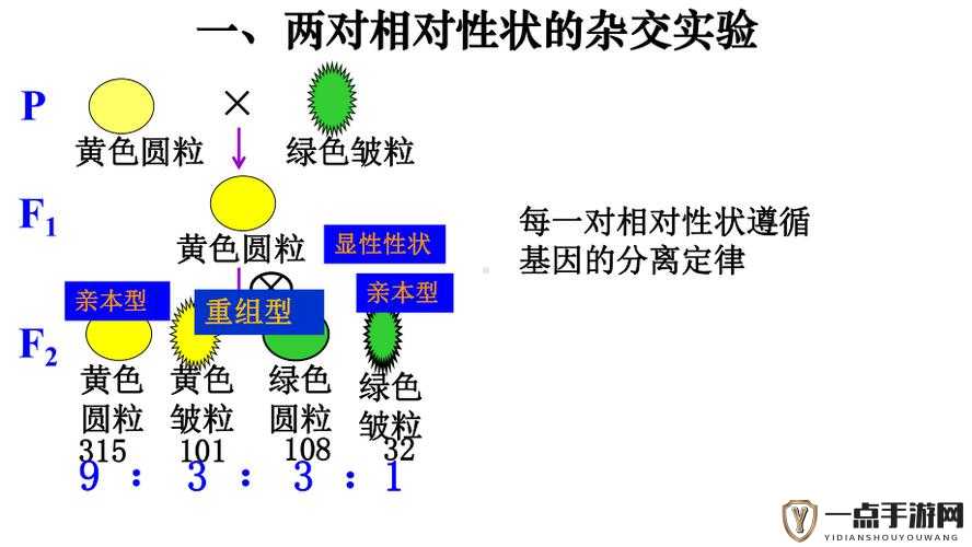 RNA 与 cDNA 杂交：从基础研究到应用的探索